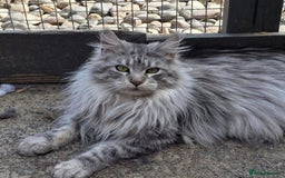 Maine Coon cats for sale: Rare opportunity imported stud  - Image 1