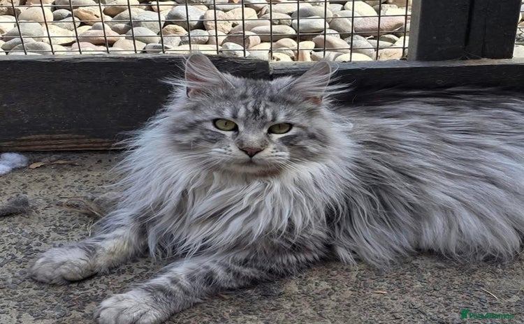 Maine Coon cats - Advert 1
