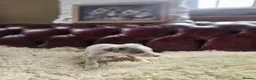 Whippet dogs for sale: Exquisite litter of whippet puppies  in Ormskirk - Advert 13