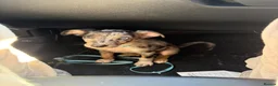 Mixed Breed dogs for sale: Collie x puppy  - Advert 2