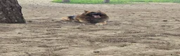 German Shepherd dogs for sale: German shepherd  - Advert 21