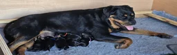 Rottweiler dogs for sale: ROTWEILER PUPPIES  - Advert 2