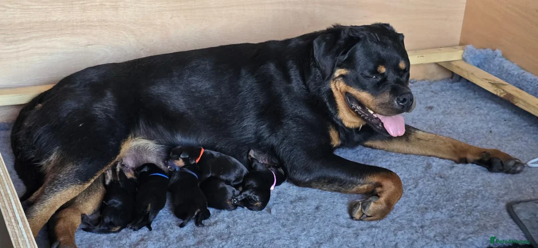 Rottweiler dogs for sale: ROTWEILER PUPPIES  - Advert 2