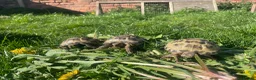 Tortoise reptiles for sale: Beautiful Baby Tortoises & Full Set Ups - Advert 6