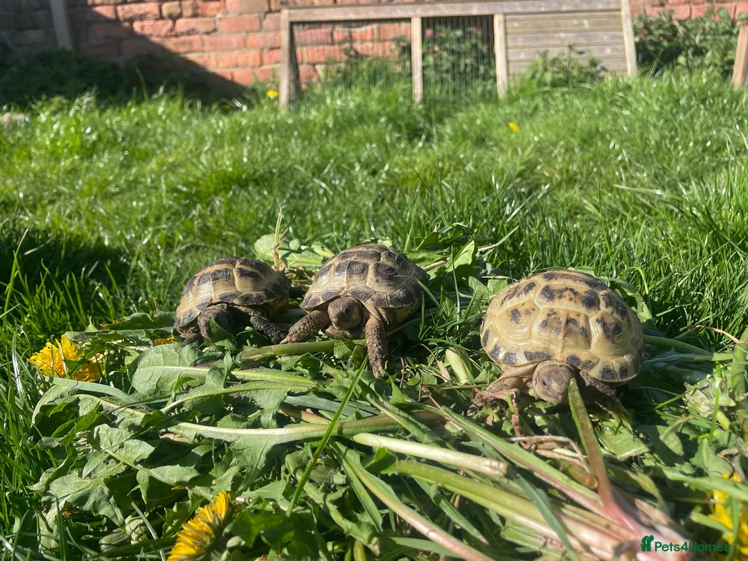 Tortoise reptiles for sale: Beautiful Baby Tortoises & Full Set Ups - Advert 6