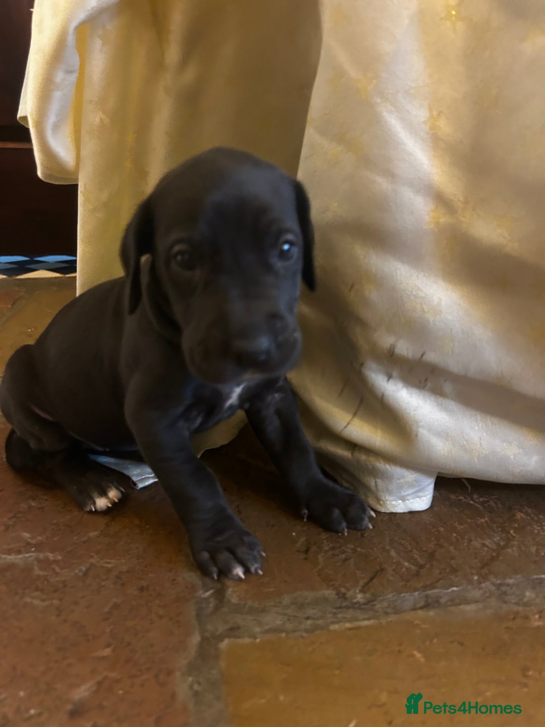 Great Dane dogs for sale: READY NOW… 3 BLACK GIRLS AVAILABLE  - Advert 20
