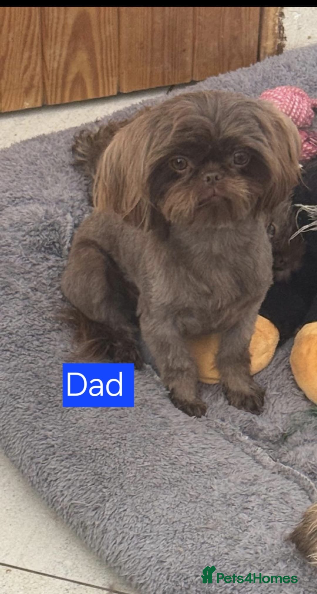 Shih Tzu dogs for sale: Stunning chocolate imperial Shih tzu - Advert 2