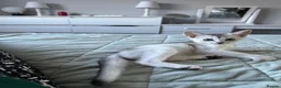 Abyssinian cats for sale: Silver Abyssinian kittens  - Advert 13