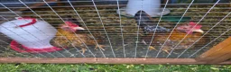 Chickens poultry for sale: Saramas and old English game. - Advert 6