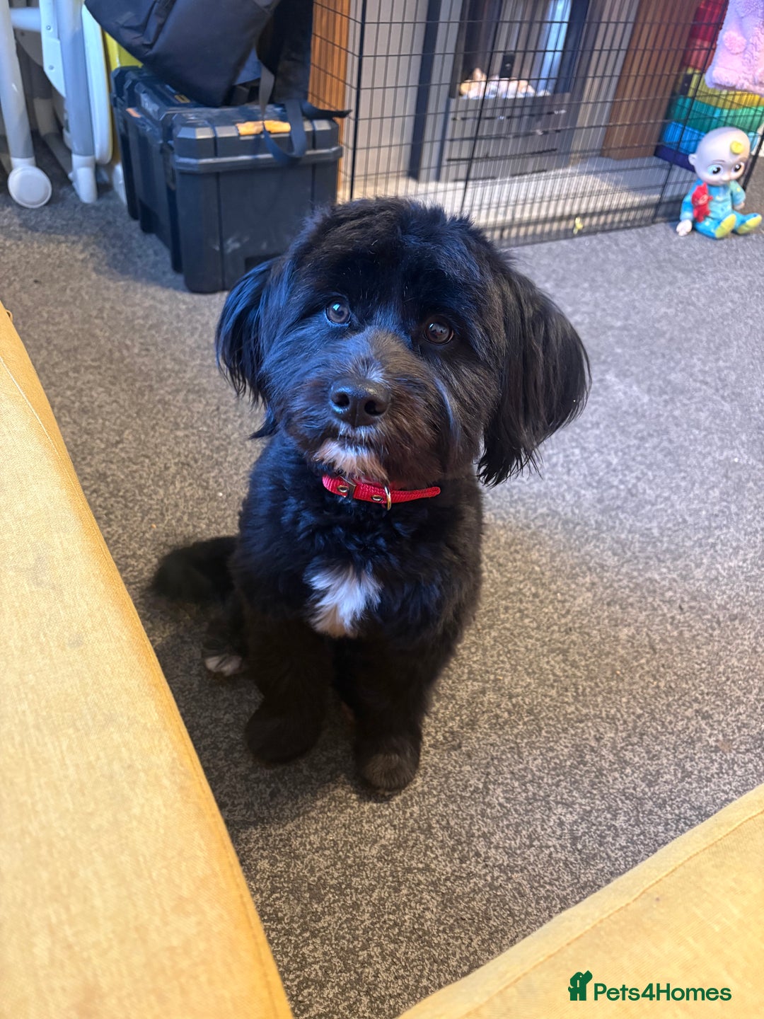 Mixed Breed dogs for sale: Female dog  - Advert 2