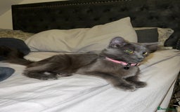 Mixed Breed cats for sale: Black and white kitten - Image 4
