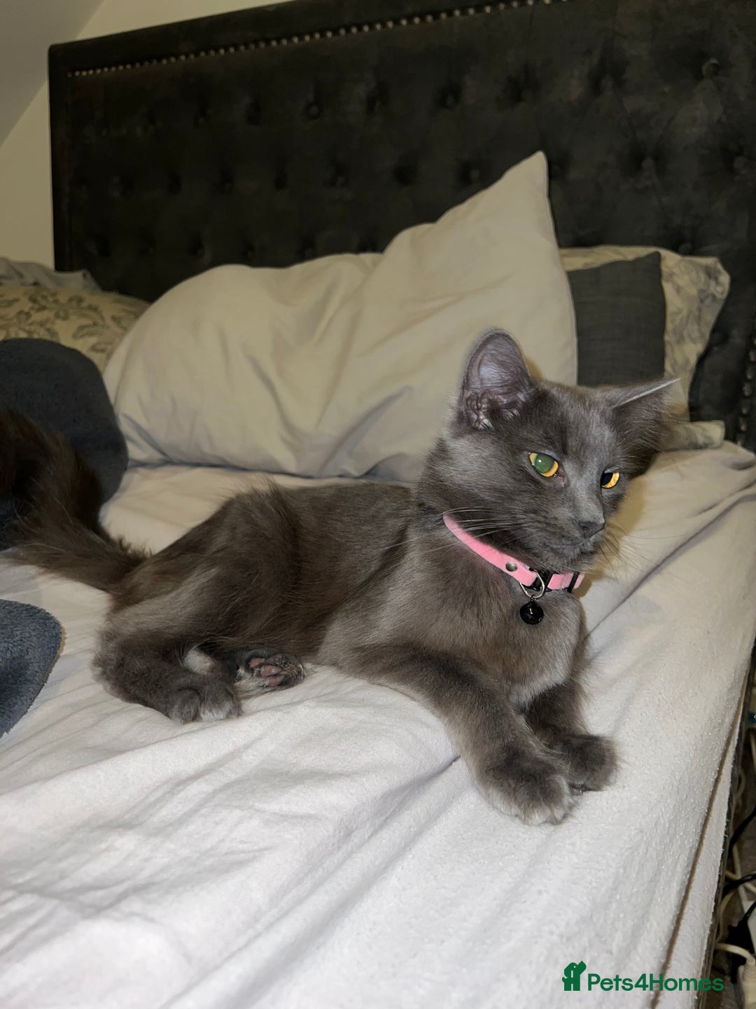 Mixed Breed cats for sale: Black and white kitten - Image 4