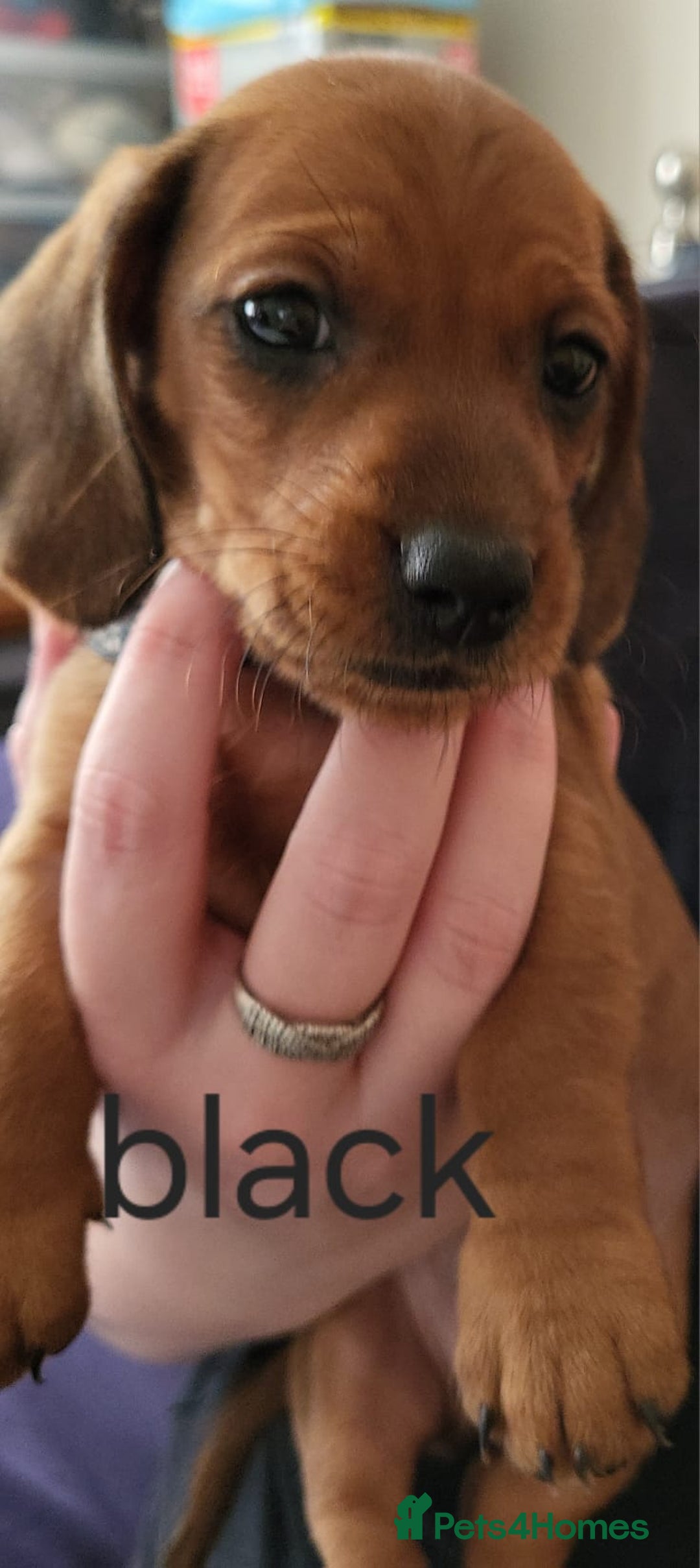 Dachshund dogs for sale: Smooth Haired Dachshund puppies - Advert 20