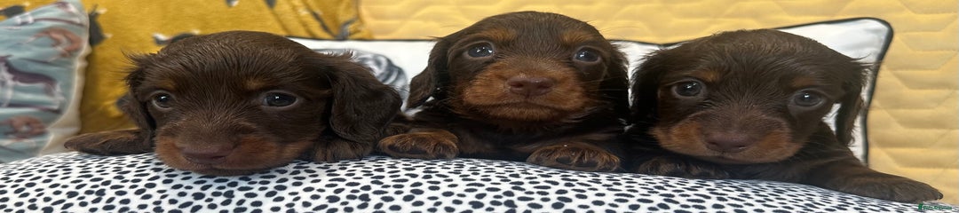 Miniature Dachshund Puppy 5