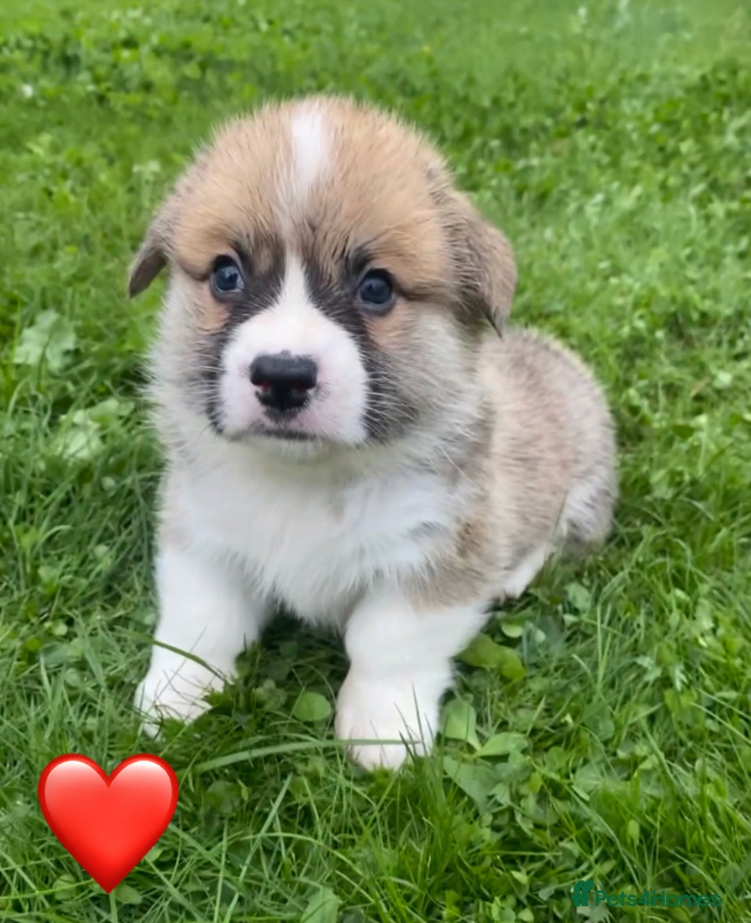 Welsh Corgi Pembroke dogs for sale: Champion Bloodline KC reg puppies - Image 4
