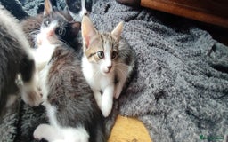 Mixed Breed cats for sale: 🐾 Kittens Ready for Their Forever Homes 🐾 - Image 4