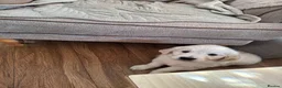 Golden Retriever dogs for sale: Golden Retreiver Puppies  - Advert 7