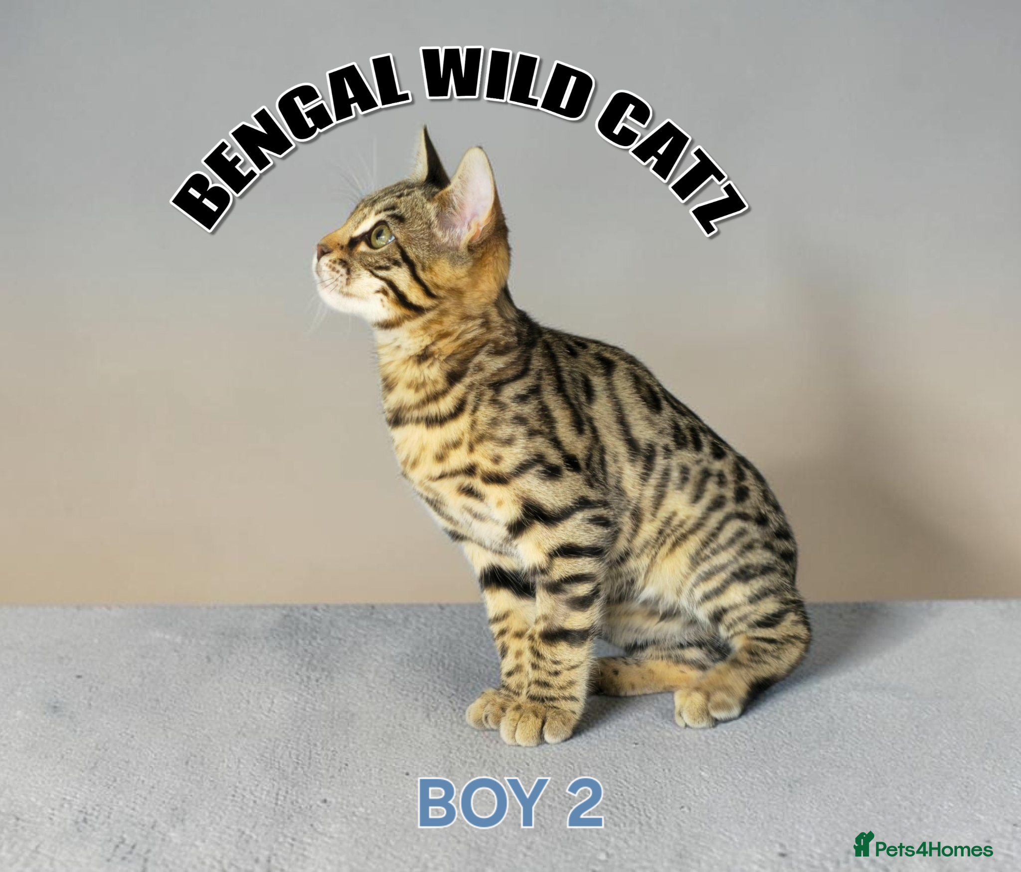 Bengal cats for sale: 4 bengal boys ready to leave now - Advert 10