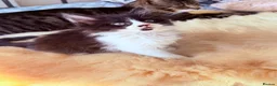 Mixed Breed cats for sale: British Tabby Kittens – Ready Now - Advert 7