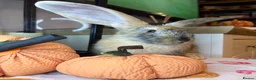 Continental Giant rabbits for sale: Stunning continental giant baby bunny rabbits - Advert 19