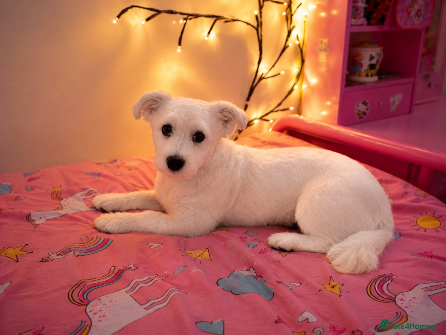 Maltese dogs 🐶 Sweet Maltese Female - Advert 1