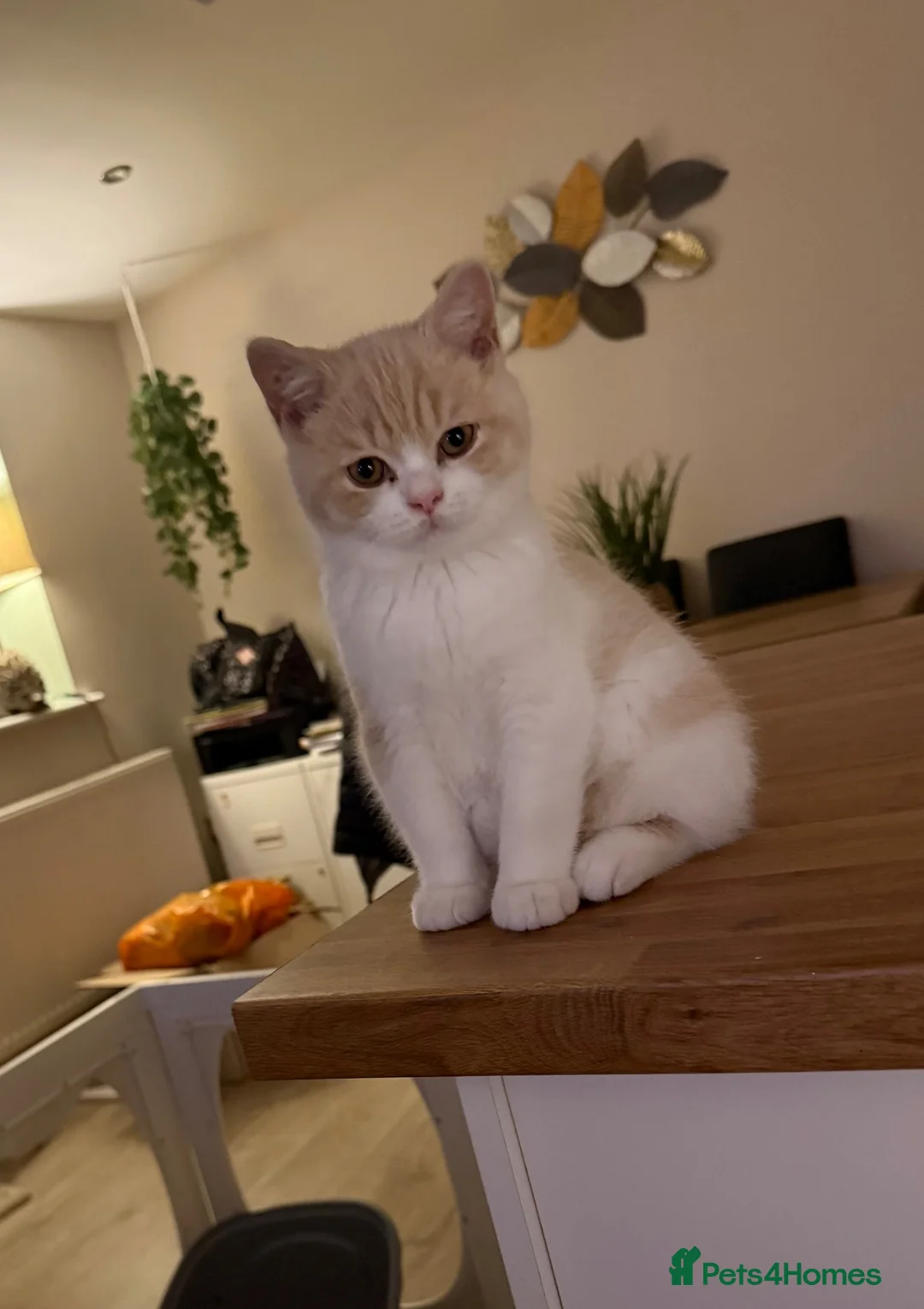 British Shorthair cats for sale: REDUCED - GCCF KITTENS READY NOW  - Advert 1