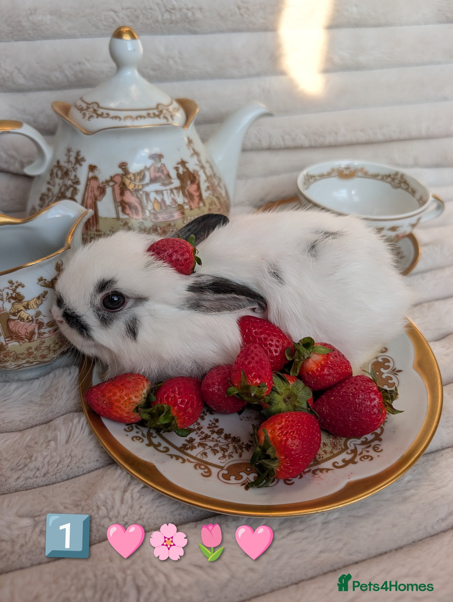 Netherland Dwarf rabbits 5 Netherland Dwarf Bunnies - All sold - Advert 2