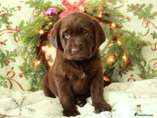 Labrador Retriever dogs Good Labrador retriever - Advert 7