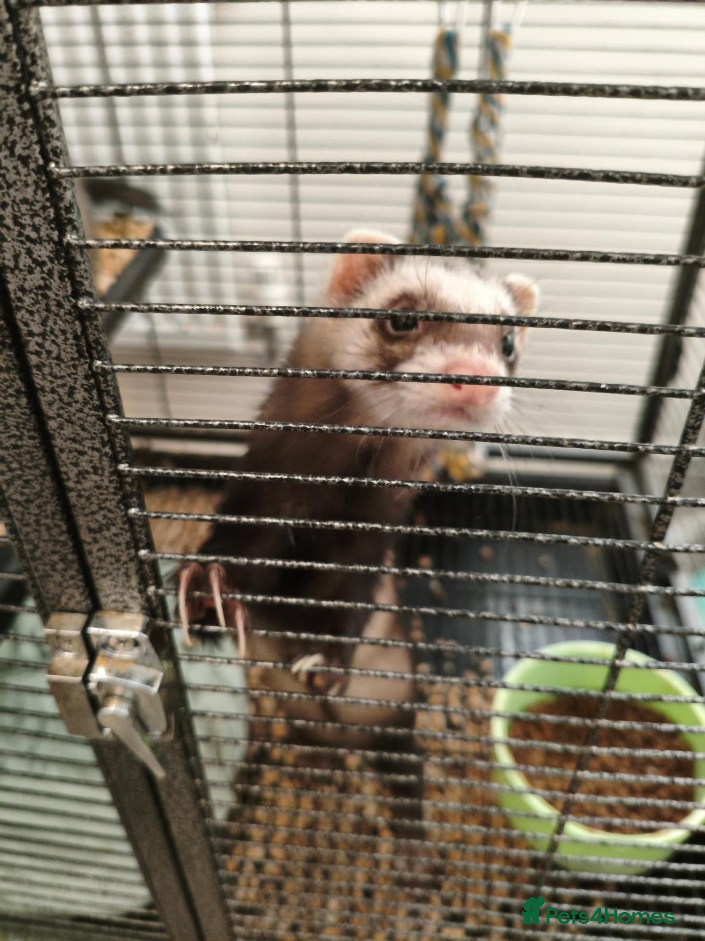 Ferret rodents Rehome Jill & Hob - Advert 1