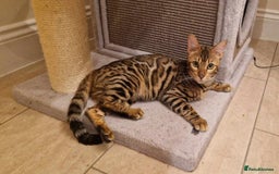 Bengal cats for sale: Beautiful lady ❤️  - Image 1