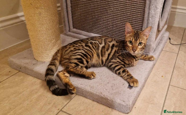 Bengal cats - Advert 11