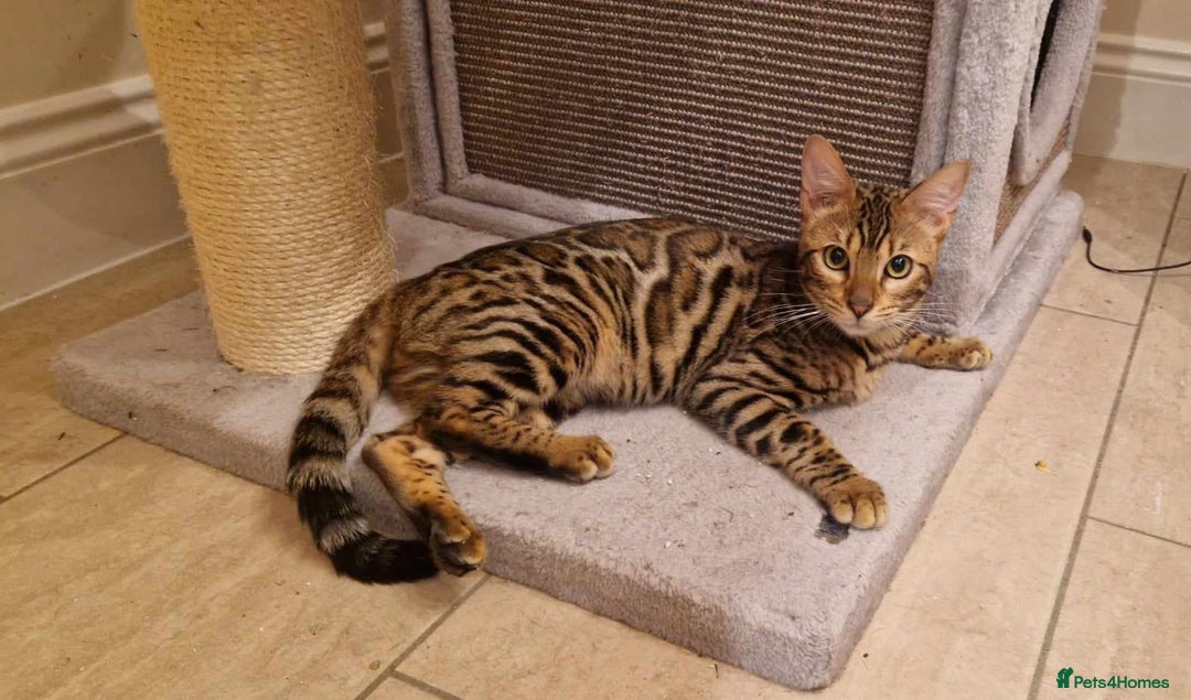 Bengal cats for sale: Beautiful lady ❤️  - Image 1