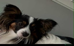 Papillon dogs for sale: PAPILLON - Image 2