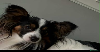 Papillon dogs - Advert 6