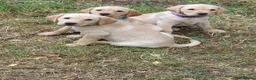 Labrador Retriever dogs for sale: KENNEL CLUB REGISTERED LABRADORS - Advert 1