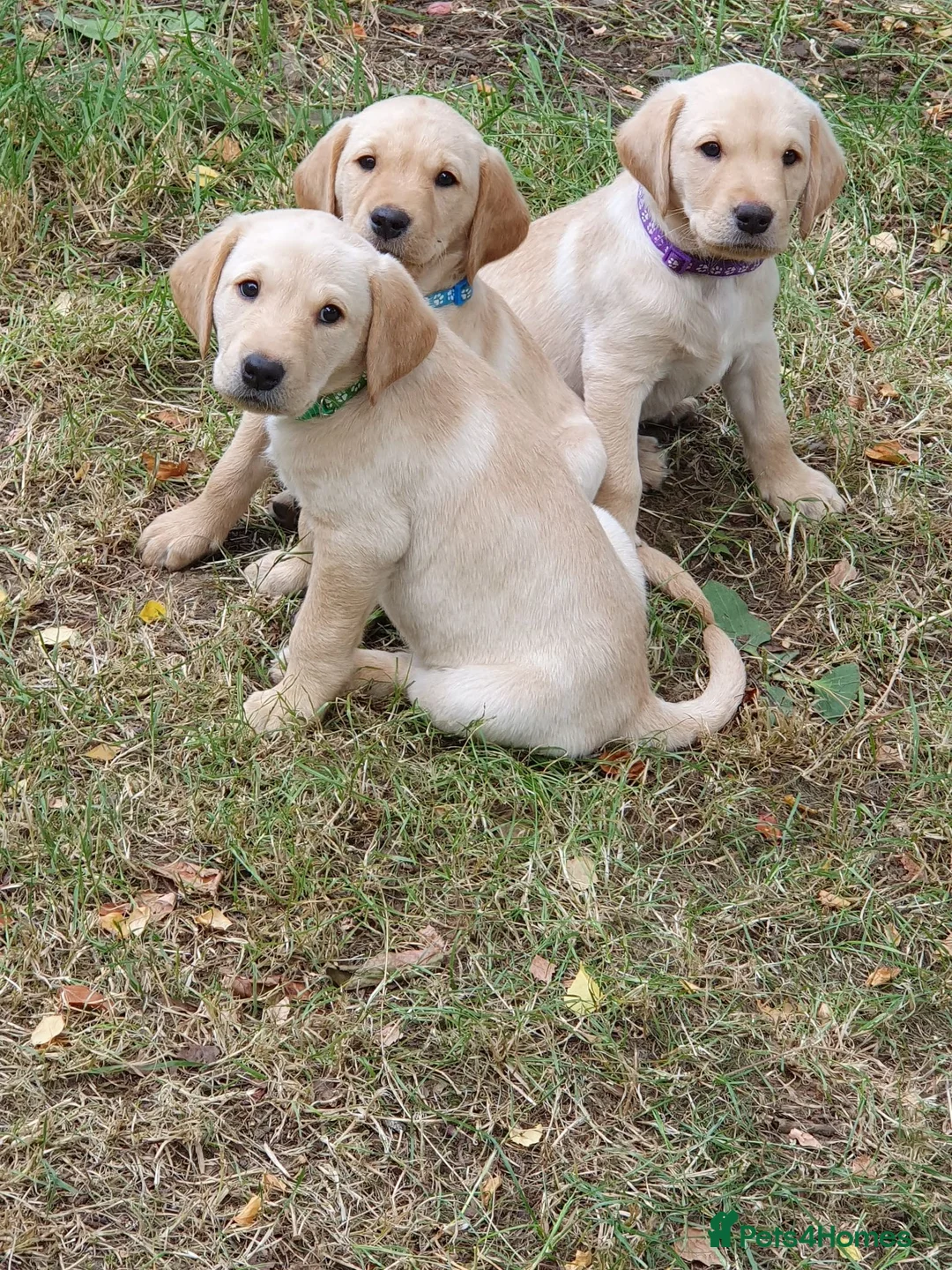 Labrador Retriever dogs for sale: KENNEL CLUB REGISTERED LABRADORS - Advert 1