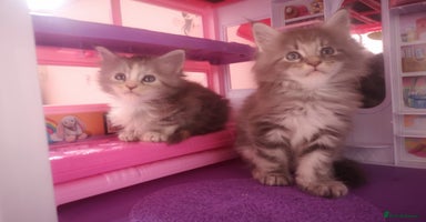 Maine Coon cats - Advert 9