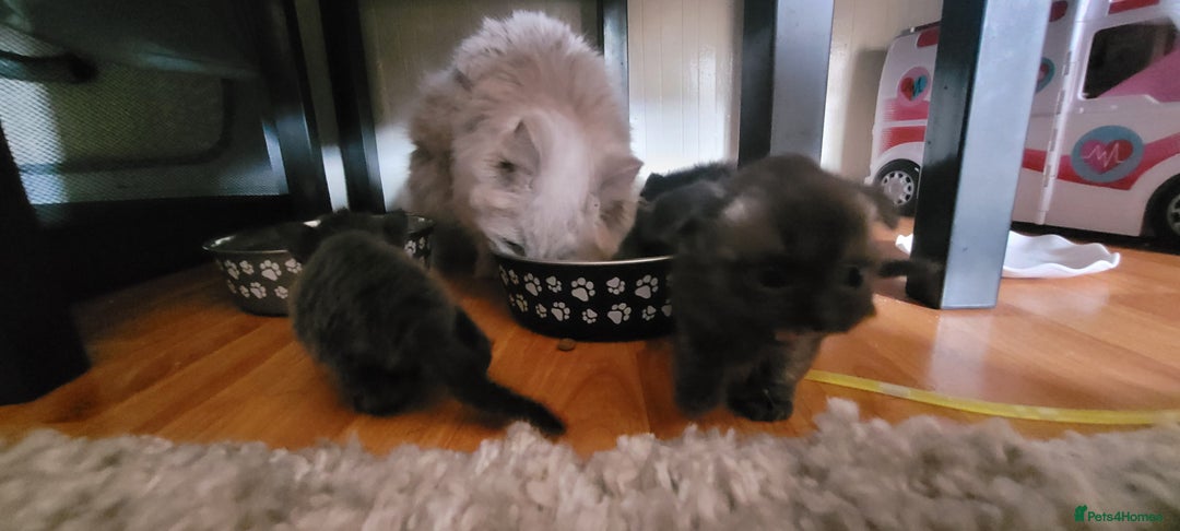 Scottish Fold cats for sale: 4 Scottish Fold kittens with mother - Image 6