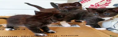 Mixed Breed Kitten 7
