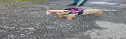 English Bulldog dogs for sale: Heffie english bulldog - Advert 4