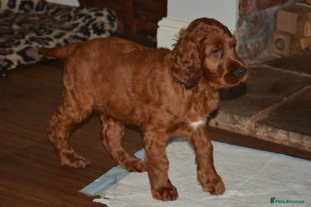 Irish Setter dogs for sale: Quality Irish setter puppies KC Registered - Advert 38