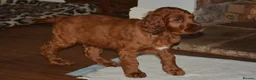 Irish Setter dogs for sale: Quality Irish setter puppies KC Registered - Advert 18