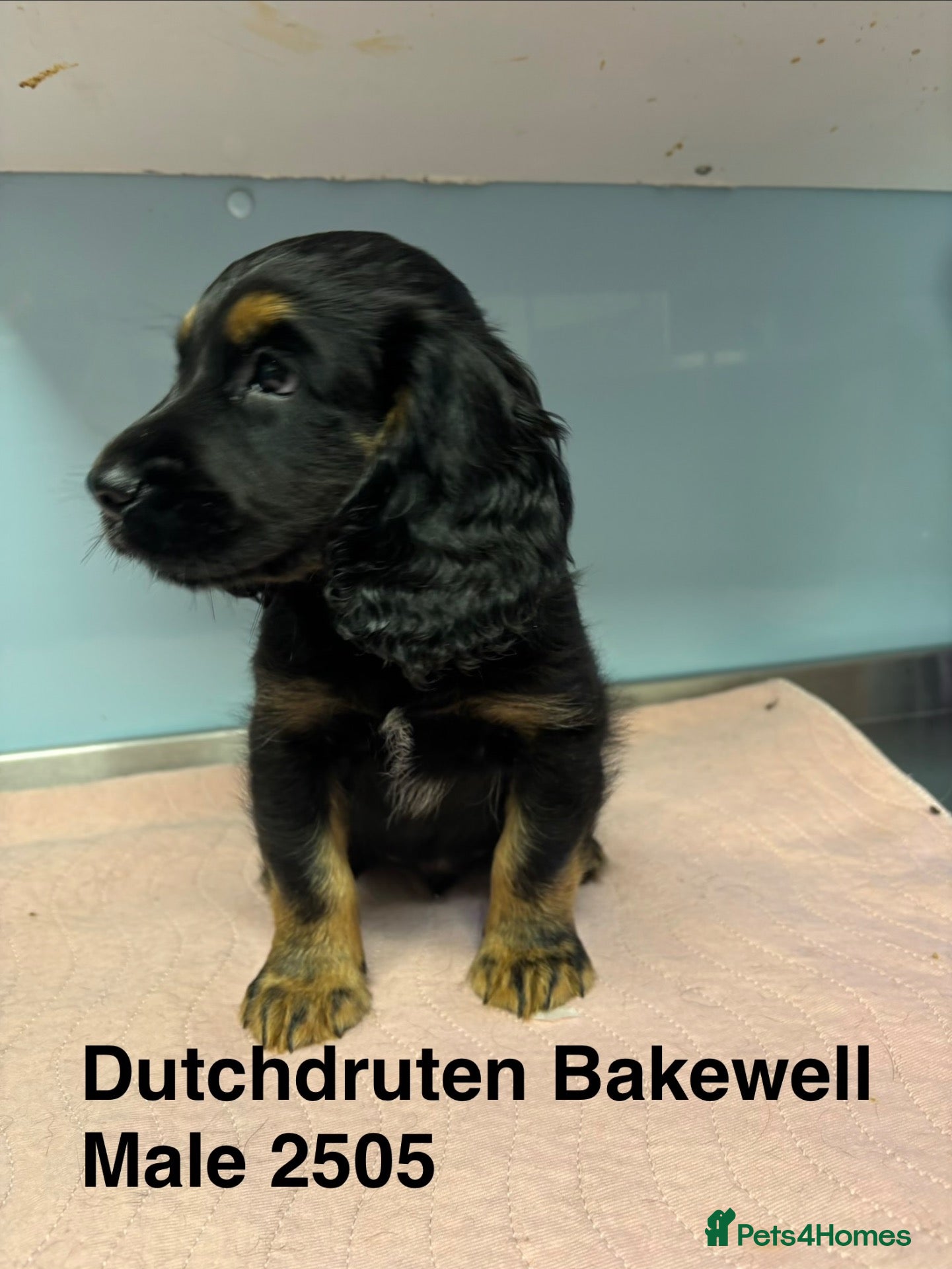 Cocker Spaniel dogs Kc working type cocker spaniels  - Advert 1