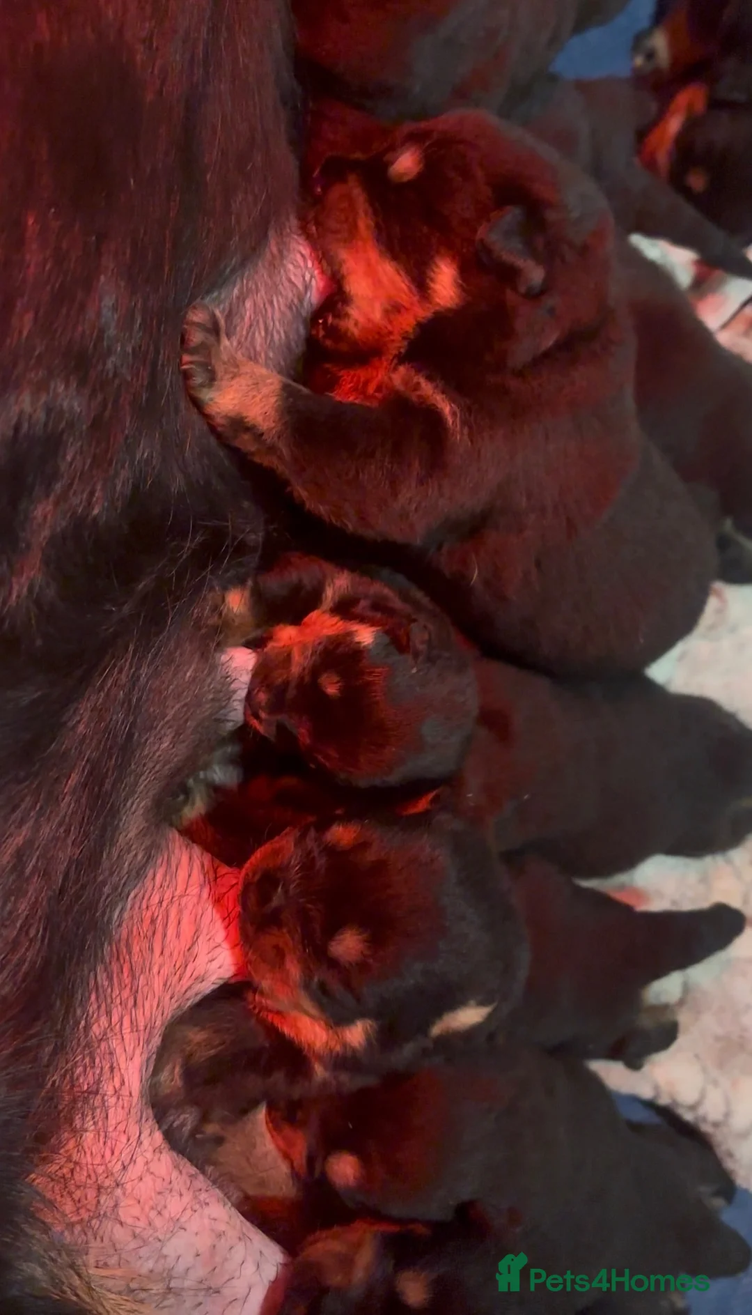 Rottweiler dogs for sale: Chunky Rottweiler pups in Exmouth - Advert 3