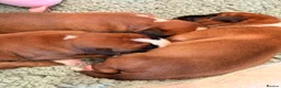 Boxer dogs for sale: 3 Red & White Boxer puppies available  - Advert 19