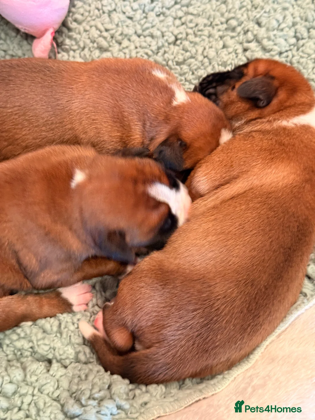 Boxer dogs for sale: 3 Red & White Boxer puppies available  - Advert 19