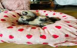 Pomeranian dogs for sale: KC Teddy Bear Pomeranians  - Image 12