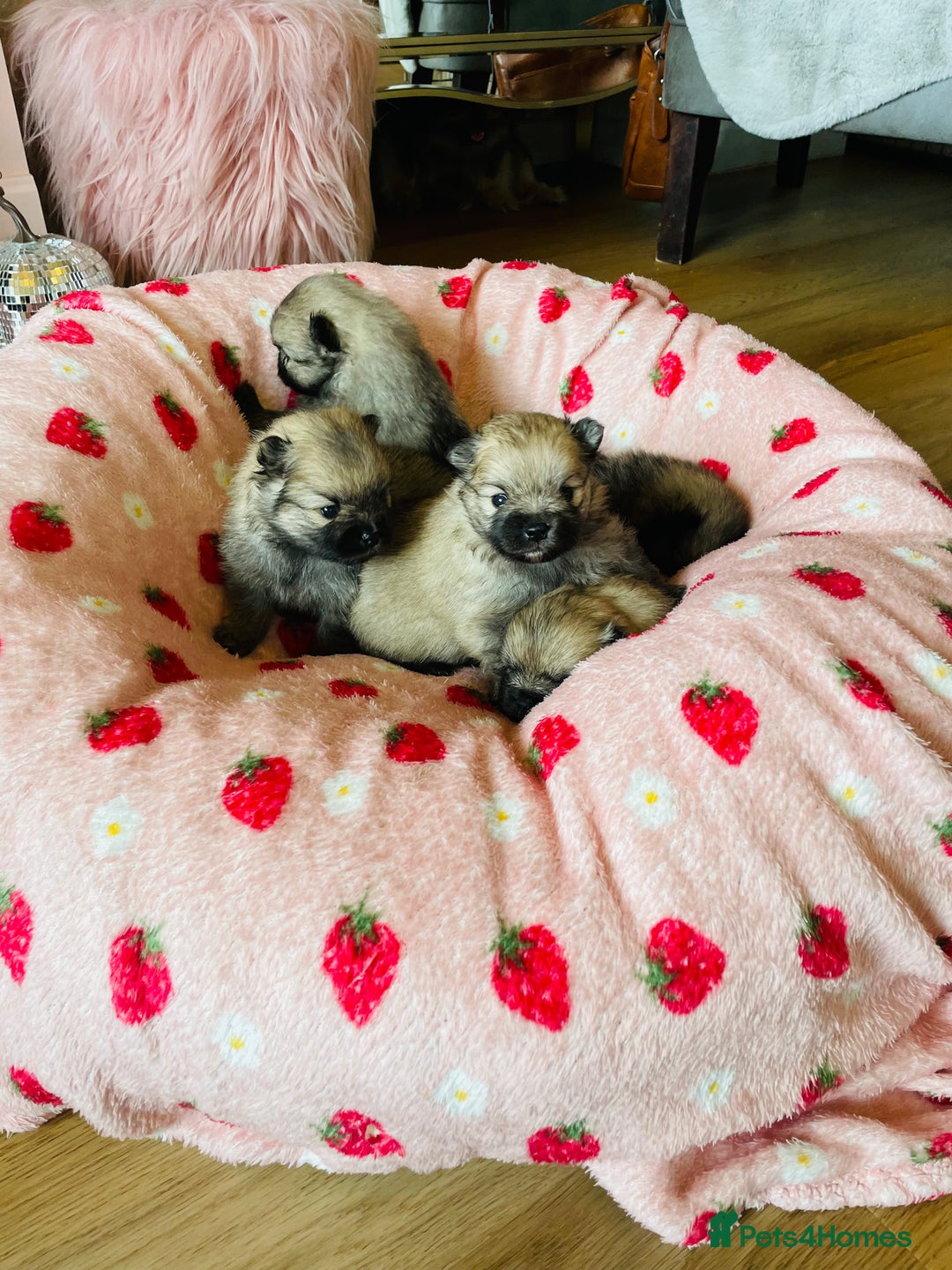 Pomeranian dogs for sale: KC Teddy Bear Pomeranians  - Image 12