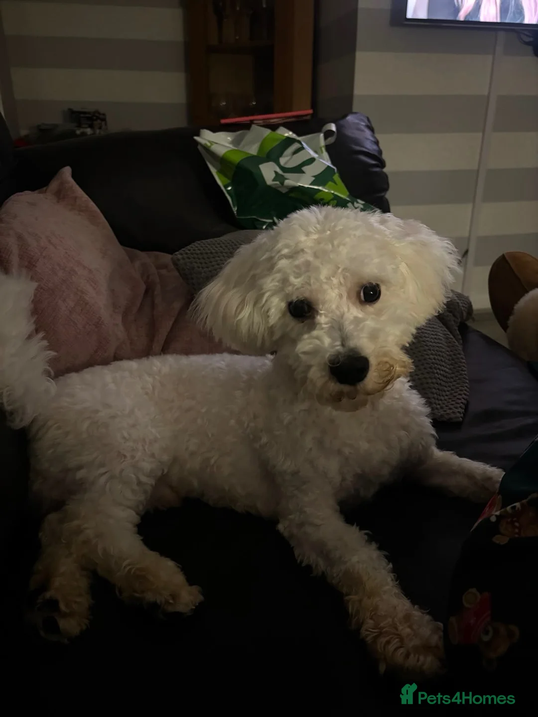 Bichon Frise dogs for sale: Looking for the right home for our boy🩵 - Advert 2
