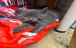 Mixed Breed cats for sale: Adorable Male Kittens Ready to Reserve - Image 1